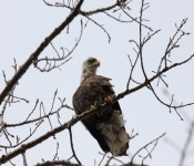 2015 03 015 Eagles014